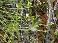 Pectocarya recurvata