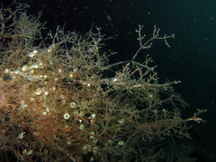 Amathia verticillata