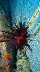 Echinometra lucunter