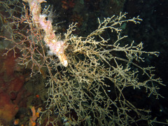 Amathia verticillata