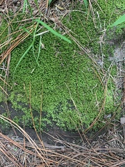 Lophocolea semiteres