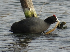 Fulica cristata