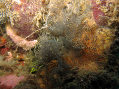 Virididentula dentata