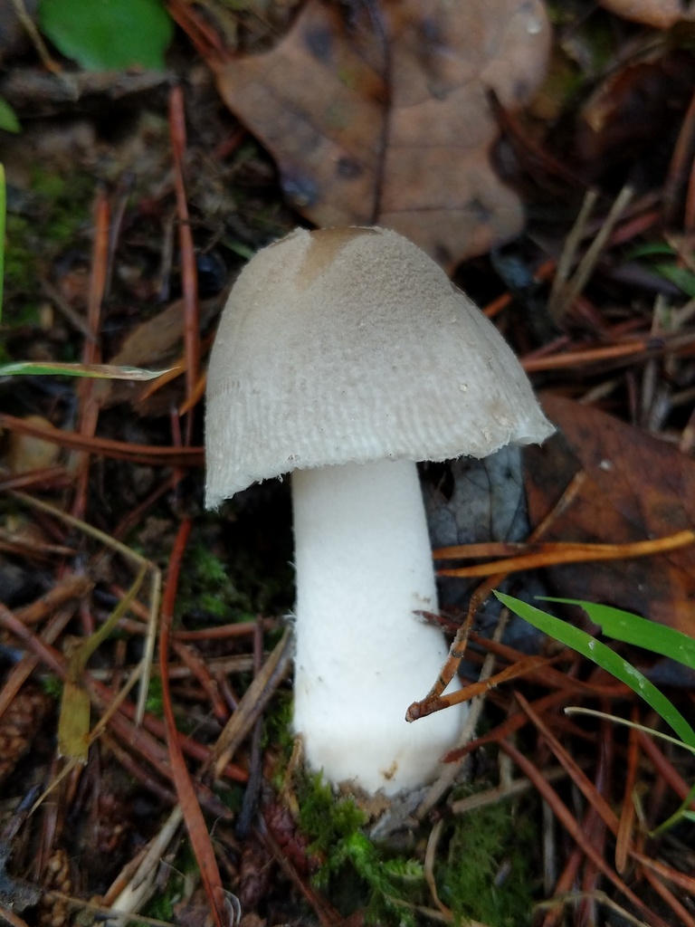 Amanita subsect. Amanitella