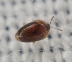 Sericoderus