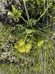 Lomatium dasycarpum