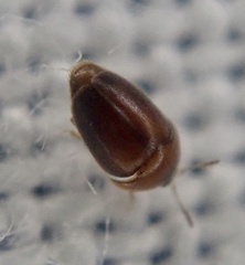 Sericoderus
