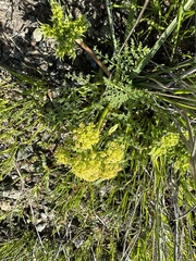 Lomatium dasycarpum