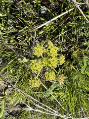 Lomatium dasycarpum