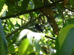 Tachyphonus surinamus