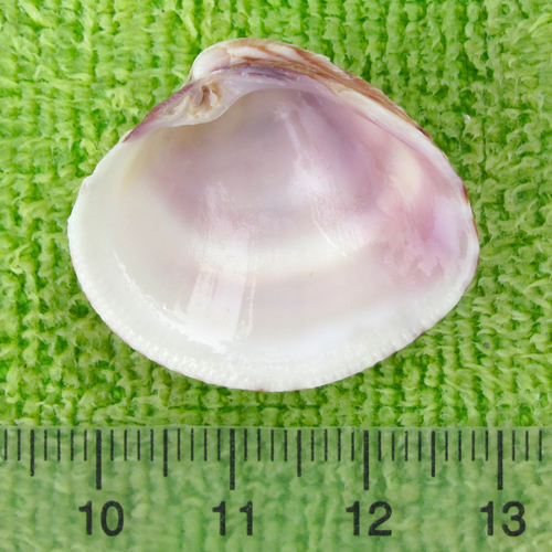 Lady-in-waiting Venus