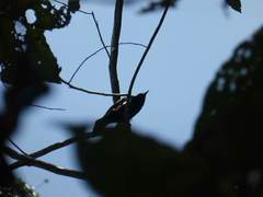 Tachyphonus surinamus