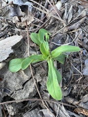 Valerianella radiata