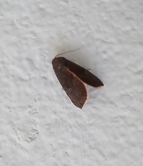 Micrathetis canifimbria