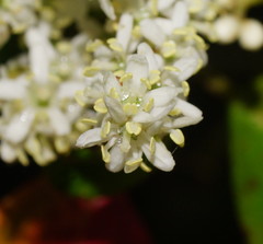 Quintinia sieberi