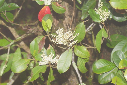 Quintinia sieberi A.DC.