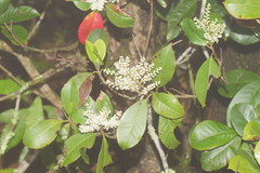 Quintinia sieberi