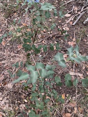 Berberis swaseyi