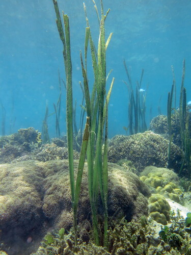 Enhalus acoroides iNat (2)