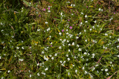 Plagiobothrys collinus