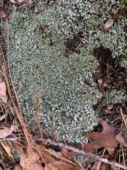 Cladonia apodocarpa