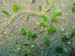 Halophila ovalis