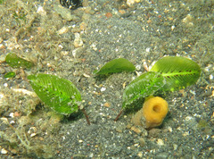 Halophila ovalis