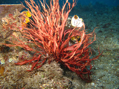 Halymenia