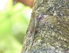 Lygodactylus picturatus