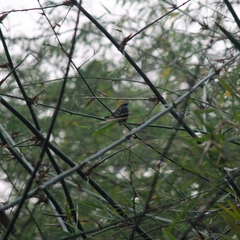 Rhipidura albicollis