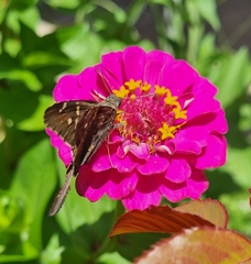 Eudaminae