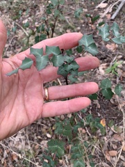 Berberis swaseyi