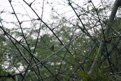 Rhipidura albicollis