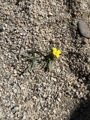 Camissoniopsis pallida