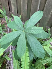 Clerodendrum indicum