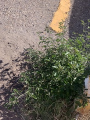 Datura quercifolia