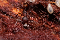 Aphaenogaster fulva
