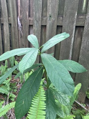 Clerodendrum indicum