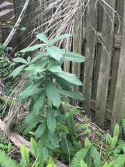 Clerodendrum indicum