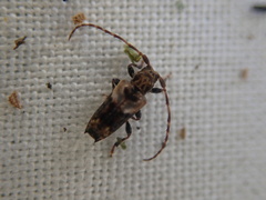 Pogonocherus hispidus