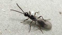 Proctotrupidae