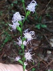 Liatris elegantula