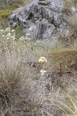 Helichrysum foetidum