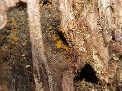 Orbilia xanthostigma