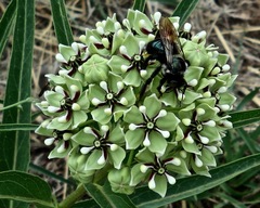 Xylocopa micans