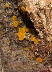 Orbilia xanthostigma