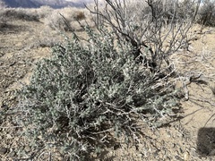 Artemisia spinescens