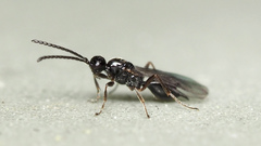 Proctotrupidae