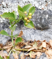 Teedia lucida