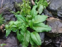 Rumex obtusifolius